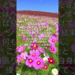 2024/10/04のチャネリングメッセージ #shorts #チャネリングメッセージ #カードメッセージ #スピリチュアル