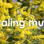 心を整える 朝の5分間瞑想と花の癒し 【 ヒーリングミュージック 】 Meditation music 5 minutes | ♬H00482