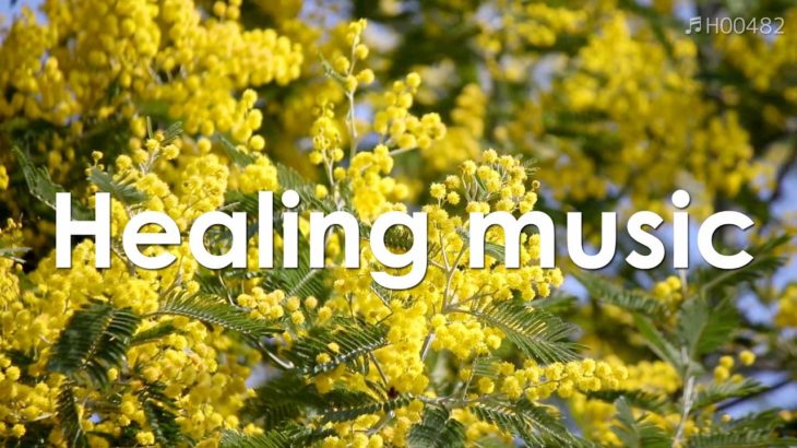 心を整える 朝の5分間瞑想と花の癒し 【 ヒーリングミュージック 】 Meditation music 5 minutes | ♬H00482