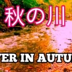 朝の癒しBGM/瞑想 | Autumn Forest – River Sounds – Relaxing Nature Video | 秋の森 – 川の音 – リラックスできる自然ビデオ