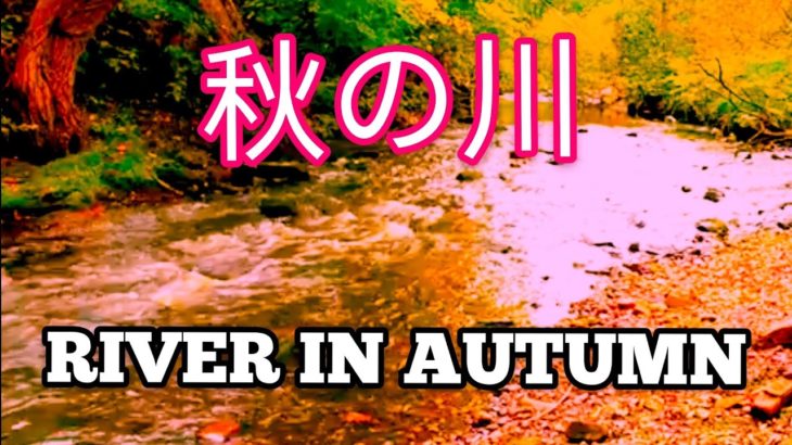 朝の癒しBGM/瞑想 | Autumn Forest – River Sounds – Relaxing Nature Video | 秋の森 – 川の音 – リラックスできる自然ビデオ