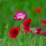 【１５分で眠る】瞑想・癒しの音楽 睡眠用bgm 瞑想音楽 ヒーリングミュージック 熟睡 睡眠導入 ストレス解消とリラックス 心身の休息と疲労回復