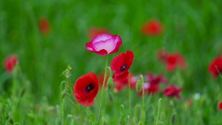 【１５分で眠る】瞑想・癒しの音楽 睡眠用bgm 瞑想音楽 ヒーリングミュージック 熟睡 睡眠導入 ストレス解消とリラックス 心身の休息と疲労回復