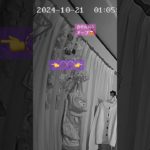 #オーブ#発光体#スピリチュアル#座敷わらし#妖精#fairy#dog#犬#かわいい