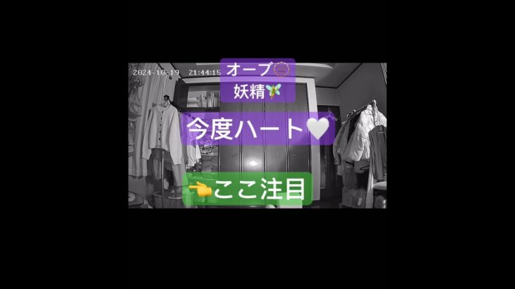 #オーブ#発光体#スピリチュアル#座敷わらし#妖精#fairy#dog#犬#かわいい#ハート