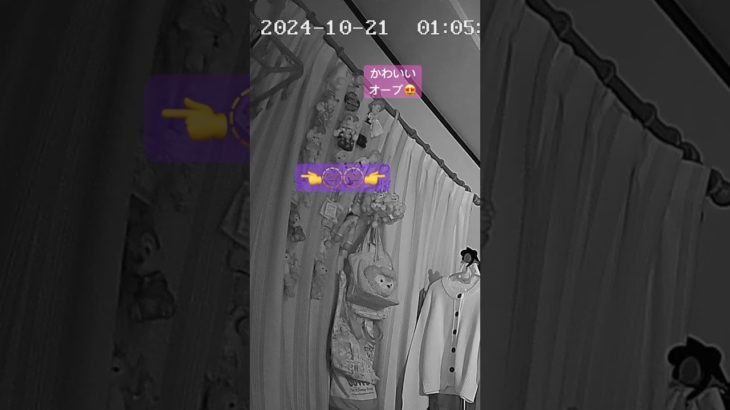 #オーブ#発光体#スピリチュアル#座敷わらし#妖精#fairy#dog#犬#かわいい