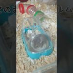 【ちびちゃん】トイレで瞑想するジャンガリアン#ハムスター#ジャンガリアン#癒し#shorts