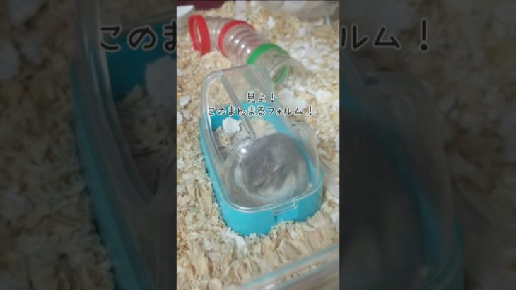 【ちびちゃん】トイレで瞑想するジャンガリアン#ハムスター#ジャンガリアン#癒し#shorts