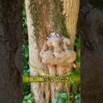 #アファメーション #スピリチュアル#癒し動画 #願い#開運 #お金#金運 #幸せ