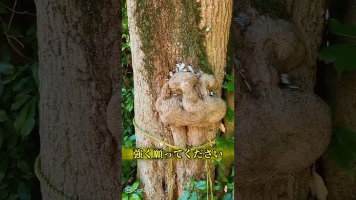 #アファメーション #スピリチュアル#癒し動画 #願い#開運 #お金#金運 #幸せ