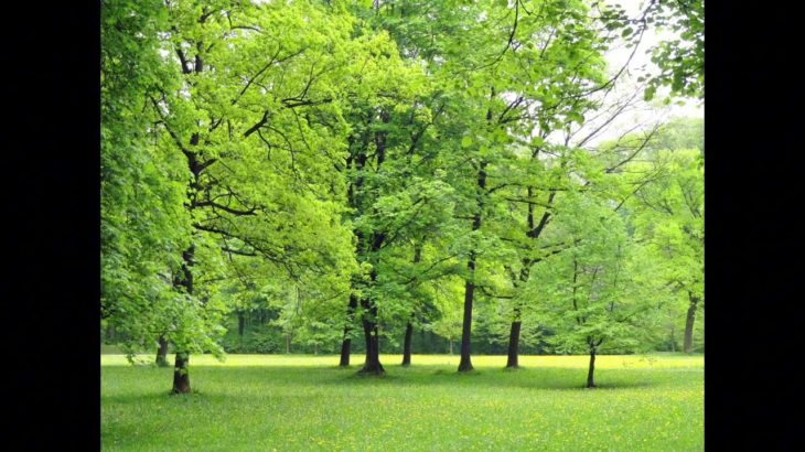 【瞑想・睡眠】深いリラックスタイム・癒しの音で自律神経を整える