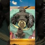 【全ての日本人へ】ワイタハ族 テポロハウ長老の教え　#スピリチュアル #縄文   #龍神 #金龍 #海洋族