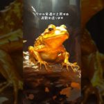 金運アップするカエル様#大開運 #幸運 #スピリチュアル #開運 #龍雲 #龍神 #金運 #波動 #浄化