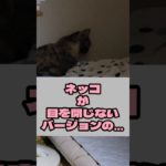 静止画を作り出せるネッコ#猫 #癒し #ペット #瞑想 #かわいい