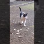 【⛩️神社が実家】#スピリチュアル #ハチワレ #ハチワレ猫 #神社 #神 #神様 #猫のいる暮らし #にゃんこ #保護猫 #野良猫 #捨て猫 #猫 #ネコ #ねこ #感動 #癒し #猫好き #猫動画