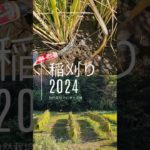 #自然栽培 #米作り#家庭菜園 #稲刈り#有機栽培 #ウェルビーイング