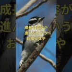 夜中の渡り鳥#渡り鳥 #スピリチュアルメッセージ #変容 ##神様からのメッセージ