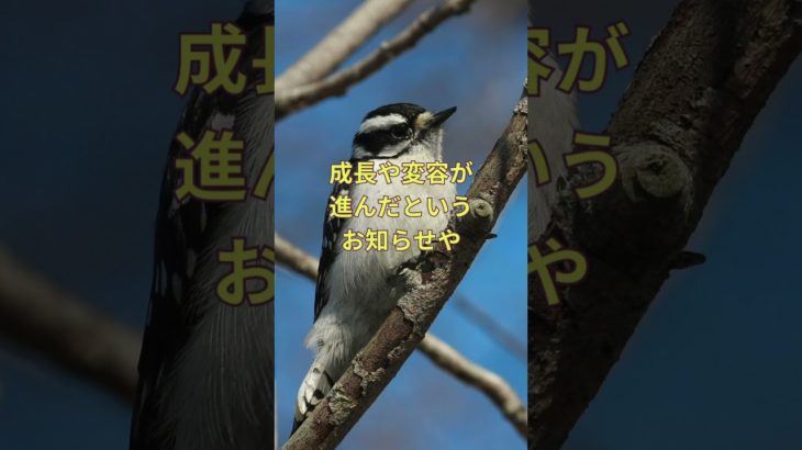 夜中の渡り鳥#渡り鳥 #スピリチュアルメッセージ #変容 ##神様からのメッセージ