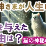 #猫 #癒し #スピリチュアル  ネコの神秘の世界　プロローグ