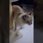 猫の心を読む爪とぎの真実！ #雑学 #猫 #スピリチュアル#豆知識