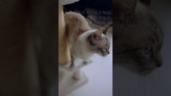 猫の心を読む爪とぎの真実！ #雑学 #猫 #スピリチュアル#豆知識