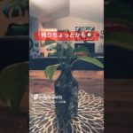 残りちょっとかも🕰️#shorts #アガスティアの葉 #ヒーリング #癒し #スピリチュアル