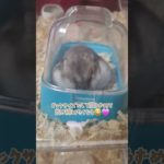 ちびは今日もトイレで瞑想中#shorts #ジャンガリアン#ハムスター #癒し #もふもふ #shorts