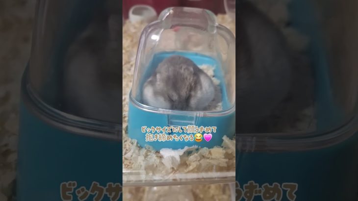 ちびは今日もトイレで瞑想中#shorts #ジャンガリアン#ハムスター #癒し #もふもふ #shorts