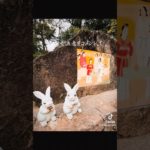 【出雲大社】あらゆる縁結ぶ国づくりの神 #スピリチュアル #パワースポット#神社参拝