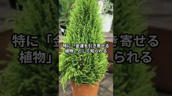 「金運を引き寄せるためのポジティブな環境」スピリチュアルワールド～引き寄せの法則 #恋愛 #スピリチュアル＃金運アップ＃招福万来＃開運財布＃ルーチン#アファーメーション＃ポジティブ