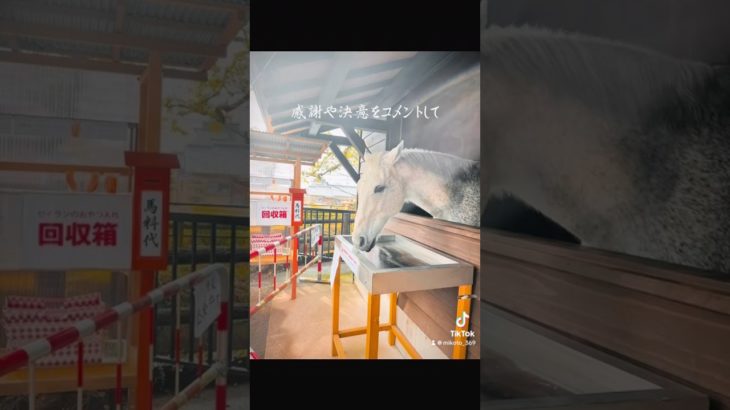 【鹿児島神宮】龍宮伝説の神々降り立つ魂浄化の地 #スピリチュアル #パワースポット #神社参拝