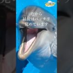 自然に訪れる目覚めの瞬間【イルカのエーヴィンからのスピリチュアルメッセージ