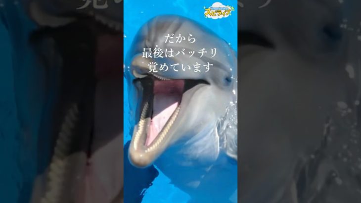 自然に訪れる目覚めの瞬間【イルカのエーヴィンからのスピリチュアルメッセージ