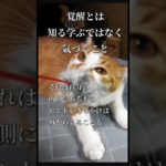 #スピリチュアル 　#ネコ 　#ねこ 　#猫 　#開運