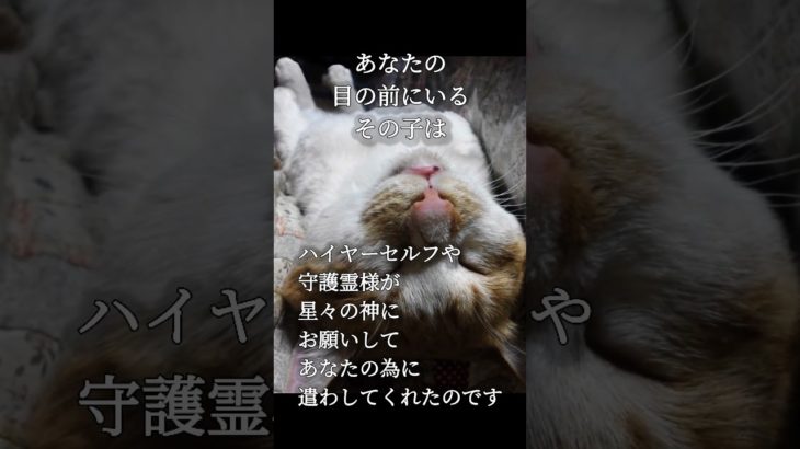 #スピリチュアル 　#猫　#ねこ　#ネコ