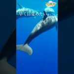 目覚めている自分を知る【イルカのエーヴィンからのスピリチュアルメッセージ】