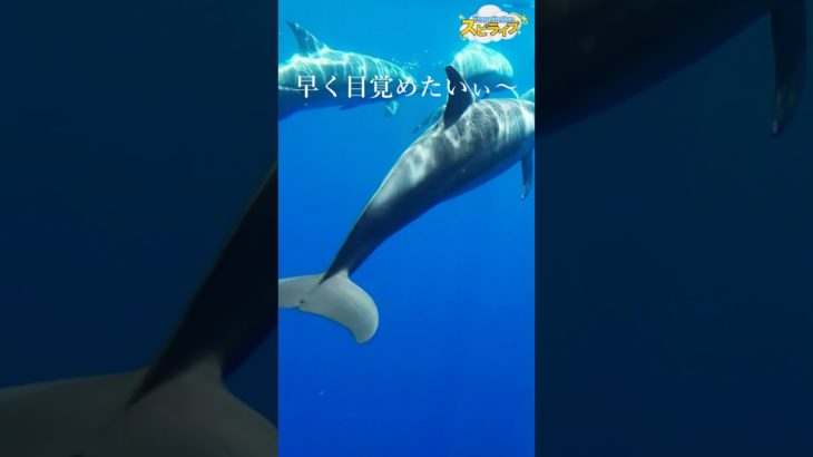 目覚めている自分を知る【イルカのエーヴィンからのスピリチュアルメッセージ】