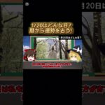 20日はどんな日？運勢は？暦の解説 #スピリチュアル #金運アップ #タロット占い #明日の暦 #開運 #星座占い #shorts