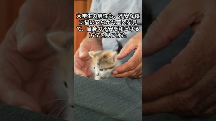 猫に学ぶ究極のリラックス法！  #豆知識 #雑学 #スピリチュアル #猫