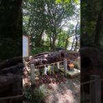 泉神社綺麗な湧水#スピリチュアル #開運スポット #金運 #弁財天