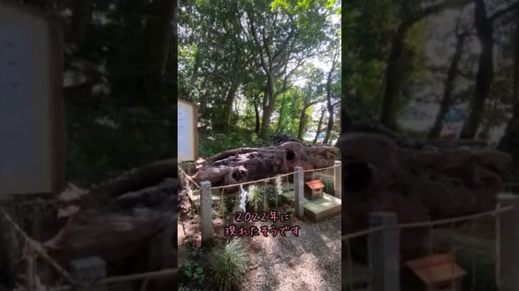 泉神社綺麗な湧水#スピリチュアル #開運スポット #金運 #弁財天