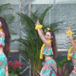 ウェルビーイングタウン「GREEN SPRINGS」　　　　　　　　　　　　　　　　　　　　　　　　　　Aloha Hawaiian Festival 2025　スタジオ TAHEAT