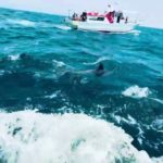 2025.5.12 ウェルビーイングツアーin熊本_天草イルカウォッチング