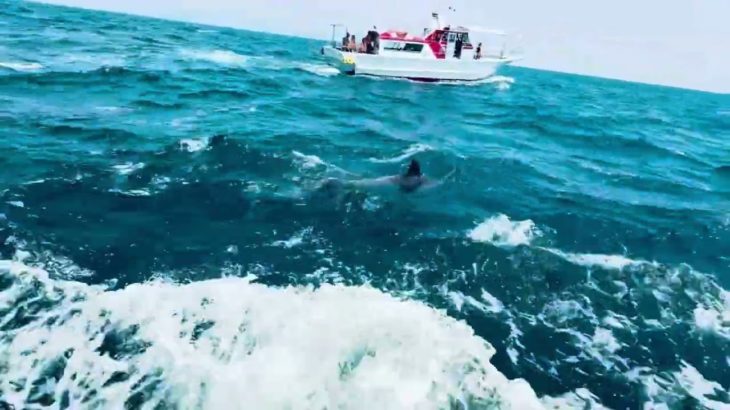 2025.5.12 ウェルビーイングツアーin熊本_天草イルカウォッチング