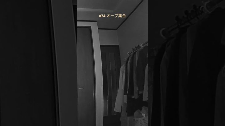 【#74 オーブ集合】#オーブ#発光体#スピリチュアル#座敷わらし#妖精#fairy#dog#犬#かわいい#orb #spiritual