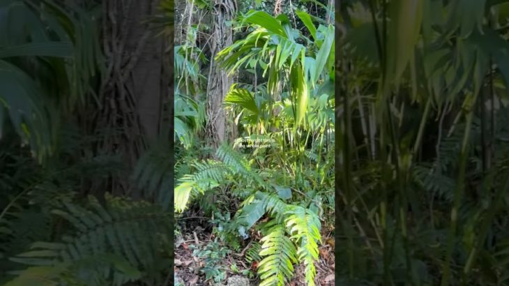 Almost forgot… 👀 #nature #freedom #wellbeing #joy