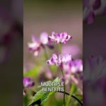 MICROBIOTA & ASTRAGALUS #wellbeing #microbiota #microbiome #mentalhealth #wellnessforlife #wellness