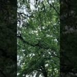 The healing power of Nature 🌿 #peace #wellbeing #tranquility