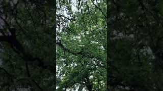 The healing power of Nature 🌿 #peace #wellbeing #tranquility