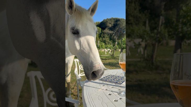 Wellbeing & Magic Moments